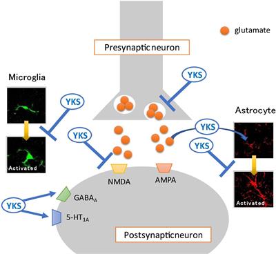 Kampo Formulae for the Treatment of Neuropathic Pain ∼ Especially the Mechanism of Action of Yokukansan ∼